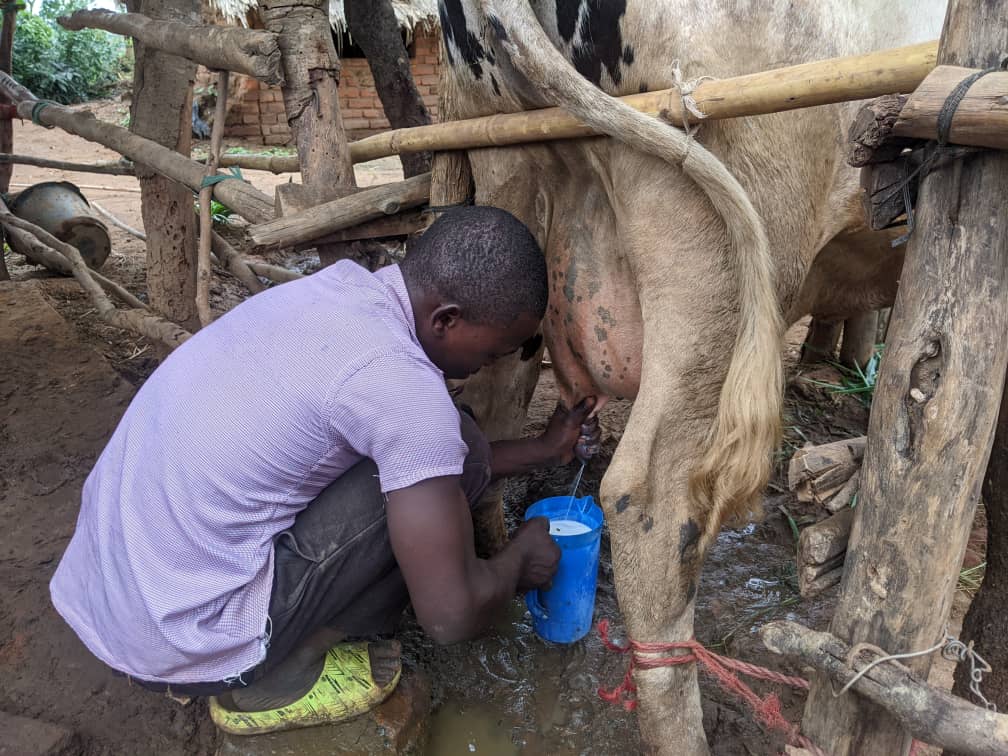 Boy milking a cow